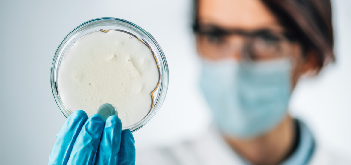 Assessment of Fish Quality. Microbiologist examining a petri dish with agar, searching for the presence of pathogenic bacteria.