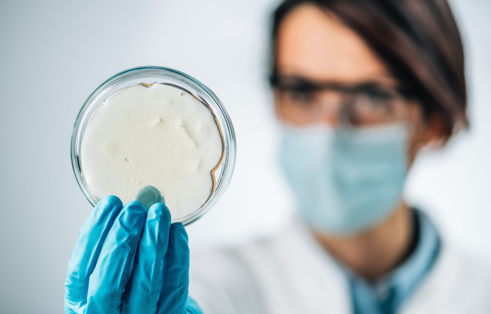 Assessment of Fish Quality. Microbiologist examining a petri dish with agar, searching for the presence of pathogenic bacteria.